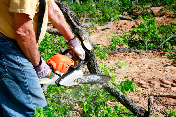 Best Large Tree Removal  in Purcellville, VA